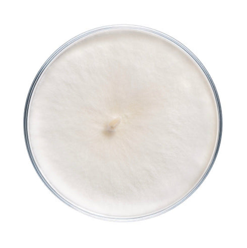 Beech Mushroom Plate Culture